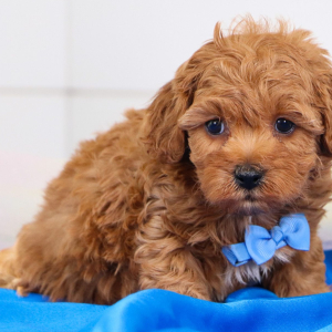 Cavapoo Puppy Otis