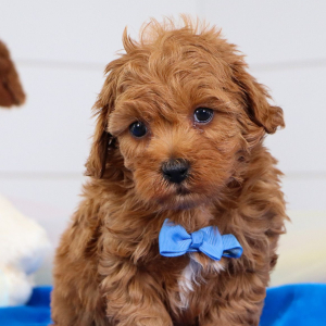 Cavapoo Puppy Otis