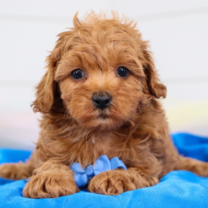 Cavapoo Puppy Otis