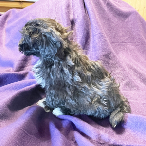 Havanese Puppy Clover