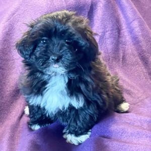 Havanese Puppy Clover