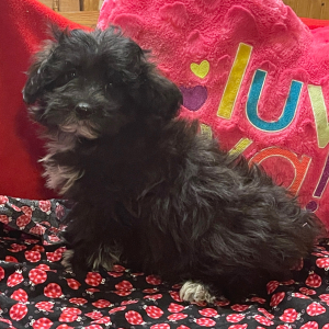 Havanese Puppy Clover