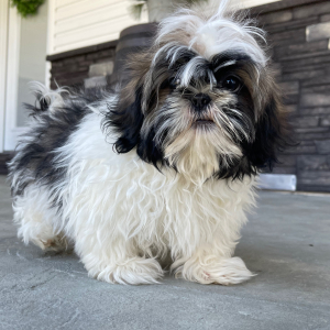 Shih Tzu Puppy Don