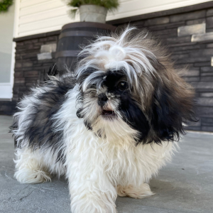 Shih Tzu Puppy Don