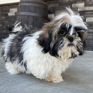 Shih Tzu Puppy Don
