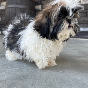 Shih Tzu Puppy Don