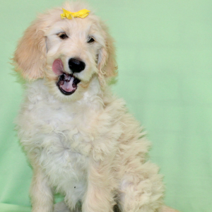 Goldendoodle Puppy Starrin