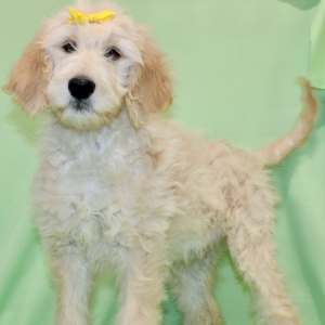 Goldendoodle Puppy Starrin