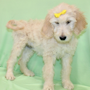 Goldendoodle Puppy Starrin