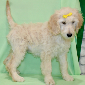 Goldendoodle Puppy Starrin