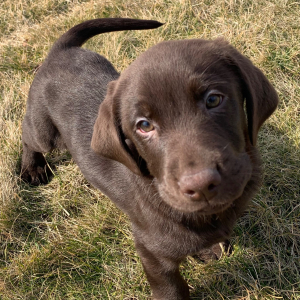 Labrador Retriever Puppy Dannie