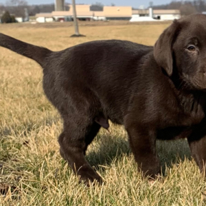 Labrador Retriever Puppy Dannie