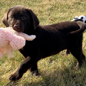 Labrador Retriever Puppy Dannie