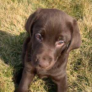 Labrador Retriever Puppy Dannie