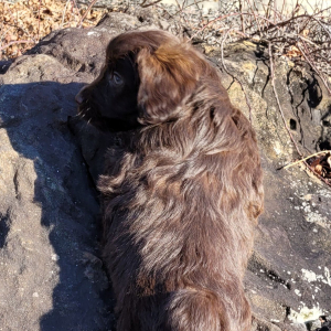 Aussiedoodle Puppy Bella
