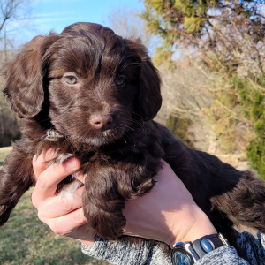 Aussiedoodle Puppy Bella