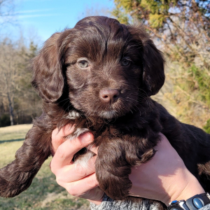 Aussiedoodle Puppy Bella