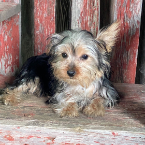 Yorkshire Terrier Puppy Lisa