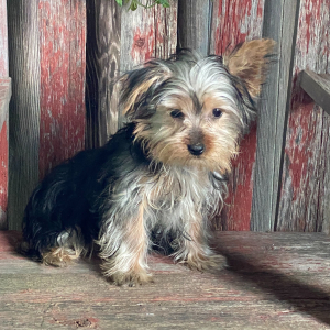Yorkshire Terrier Puppy Lisa