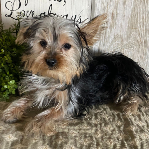 Yorkshire Terrier Puppy Lisa