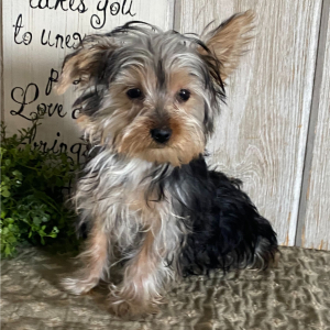 Yorkshire Terrier Puppy Lisa