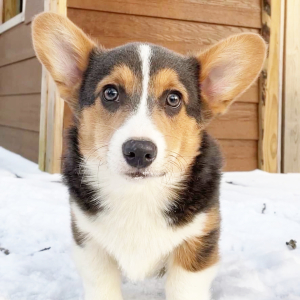 Pembroke Welsh Corgi Puppy Rio