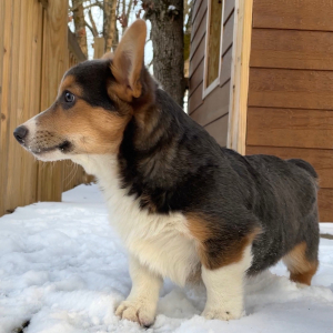Pembroke Welsh Corgi Puppy Rio