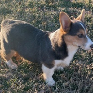 Pembroke Welsh Corgi Puppy Rio