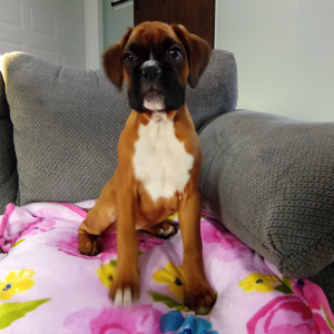 Boxer Puppy Cloey