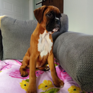 Boxer Puppy Cloey