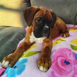 Boxer Puppy Cloey