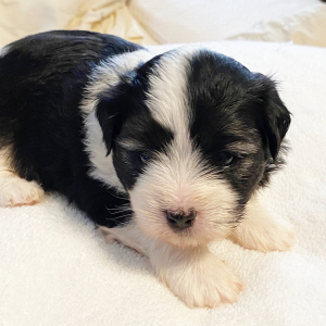 Coton de Tulear Puppy Spot