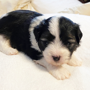 Coton de Tulear Puppy Spot
