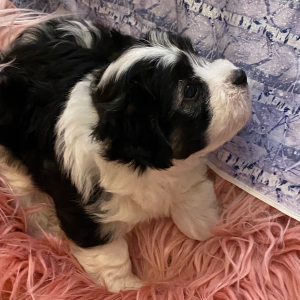 Coton de Tulear Puppy Spot