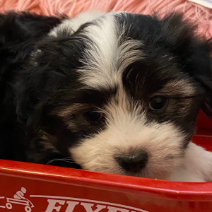 Coton de Tulear Puppy Spot