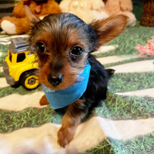Yorkshire Terrier Puppy Ollie