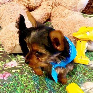 Yorkshire Terrier Puppy Ollie
