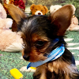 Yorkshire Terrier Puppy Ollie