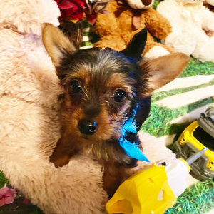 Yorkshire Terrier Puppy Ollie