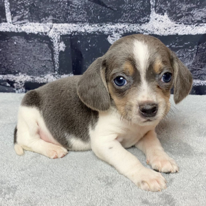 Beagle Puppy Raven