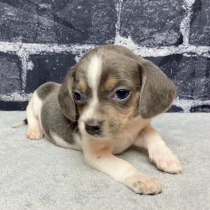 Beagle Puppy Raven