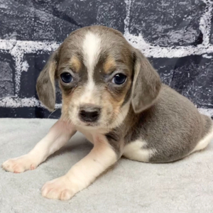 Beagle Puppy Raven