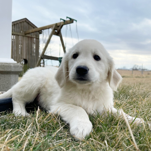 Golden Retriever Puppy Linda