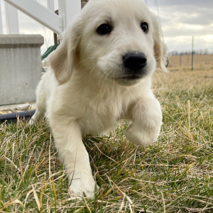 Golden Retriever Puppy Linda