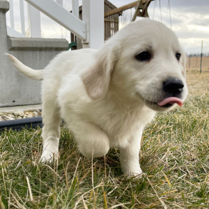 Golden Retriever Puppy Linda