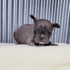 French Bulldog Puppy Anson