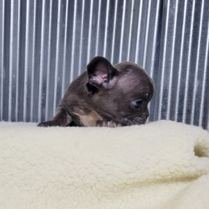 French Bulldog Puppy Anson