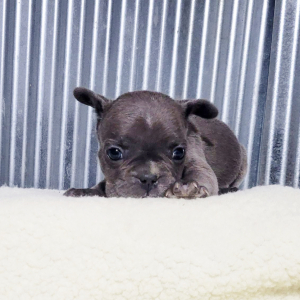 French Bulldog Puppy Anson