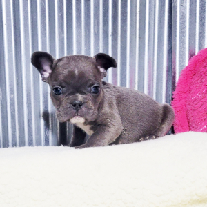 French Bulldog Puppy Anson