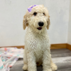Poodle Puppy Elissa